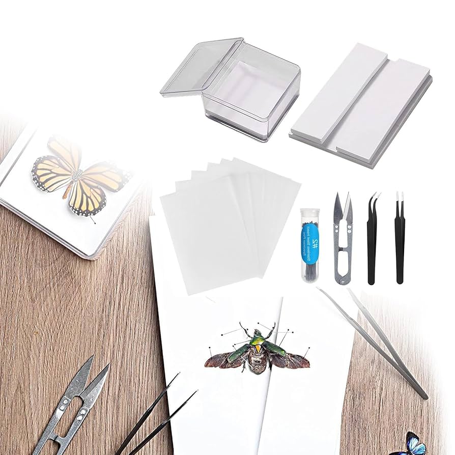 Amazon | 昆虫標本キット 教室教育用標本ツール 14.5x14.5x7.5cm